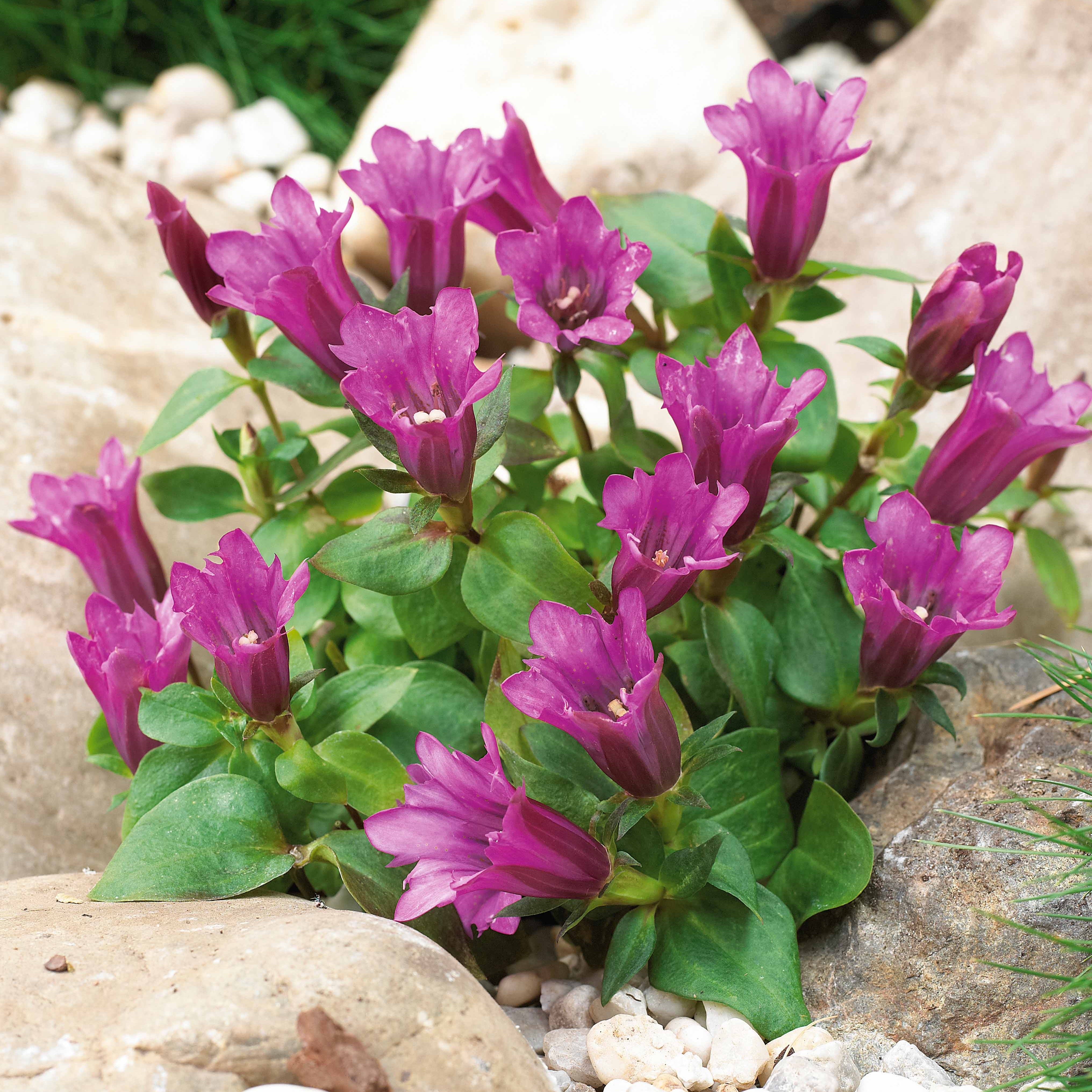 Bakker Gentiane Little Pinkie plante vivace pot Ø 9cm rose