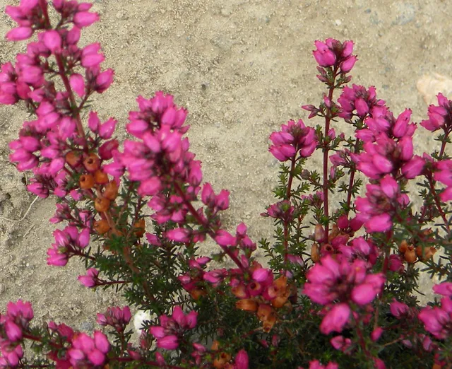 Pépinières Ripoche Erica cinerea Eason bruyère rose pourpre
