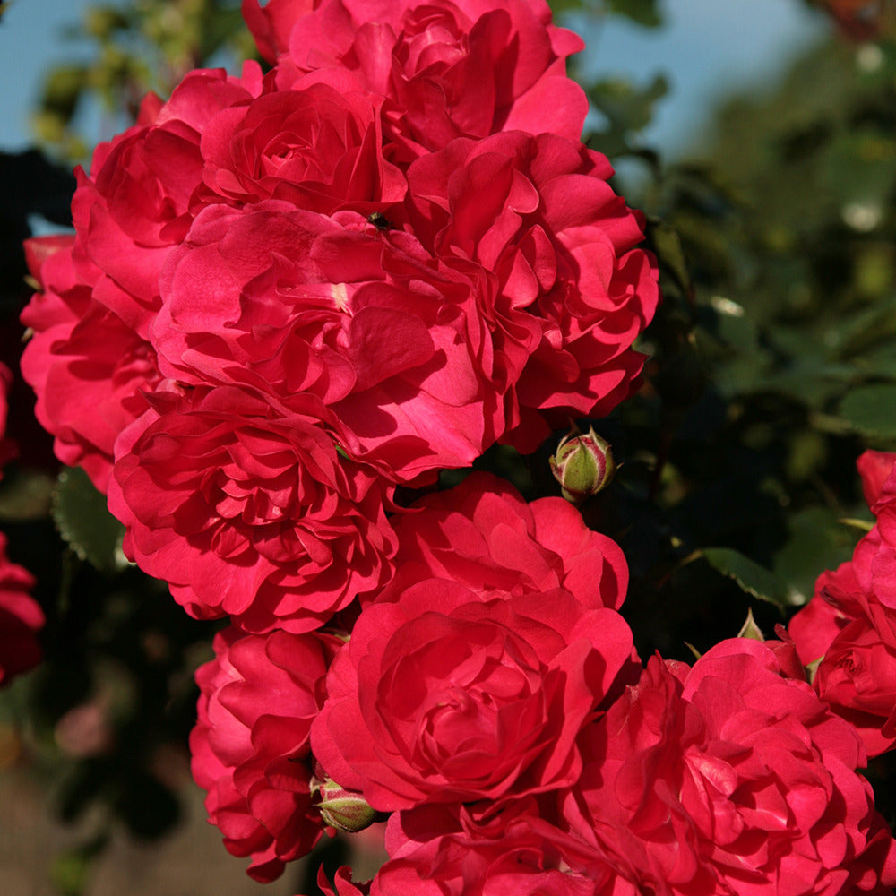Bakker Rosier Toscana rose rouge parfumé pot 3L
