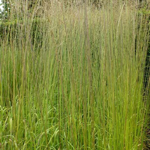 Bakker Plantes d'extérieur Molinie Windsaule graminée pot 9cm
