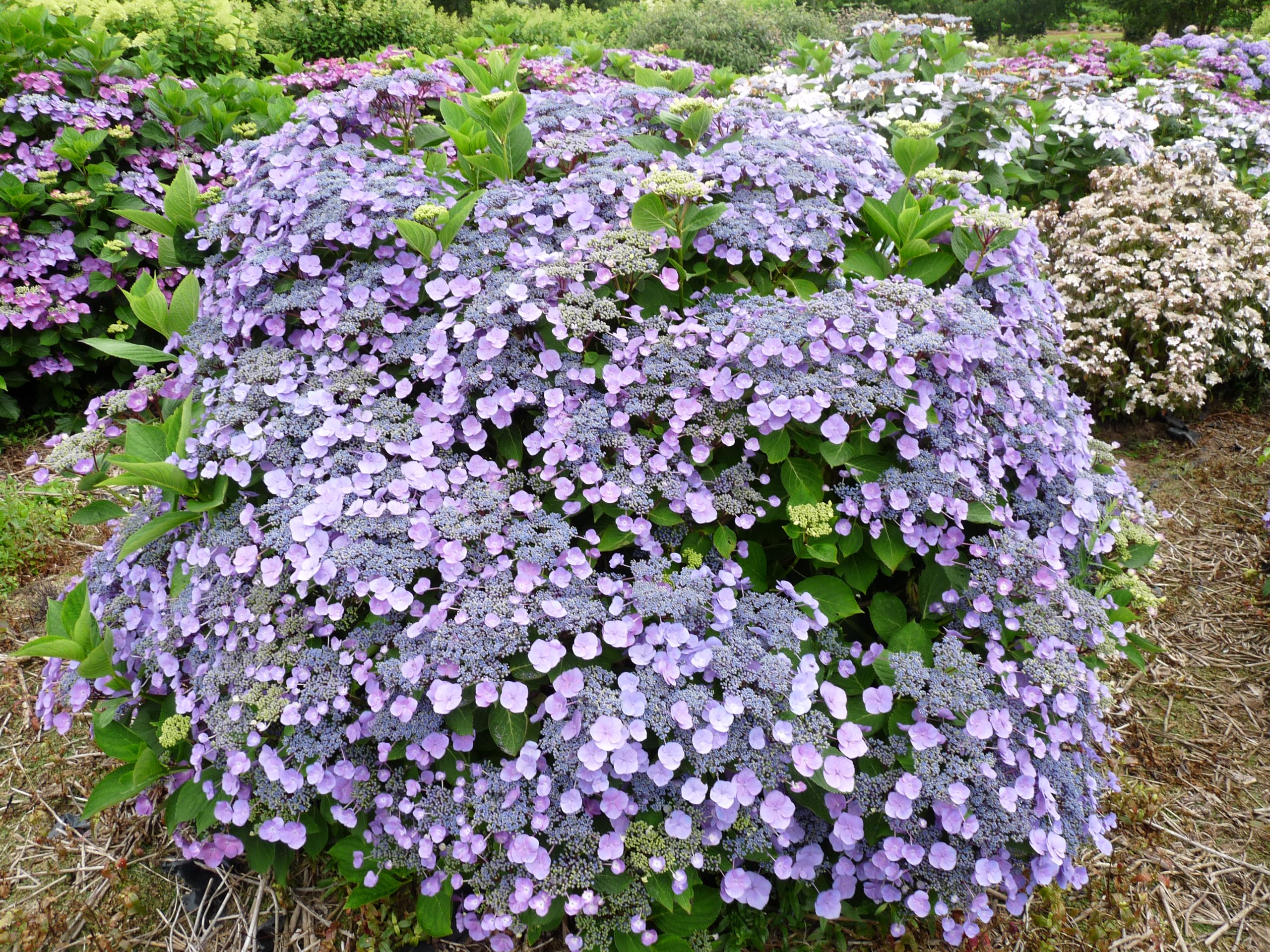 Les Hortensias du Haut Bois Hydrangea macrophylla Mousmée hortensia blanc