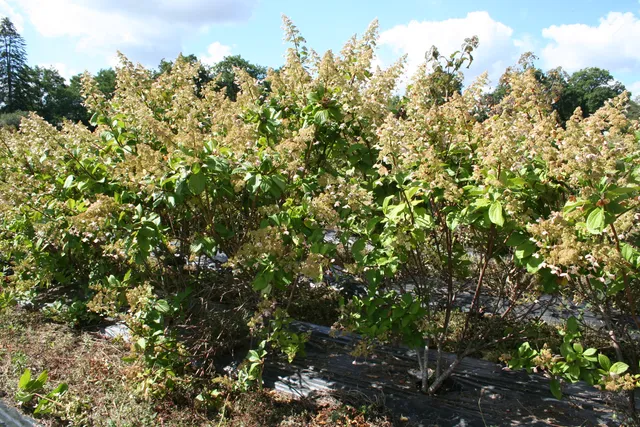 Les Hortensias du Haut Bois Goliath hortensia paniculata