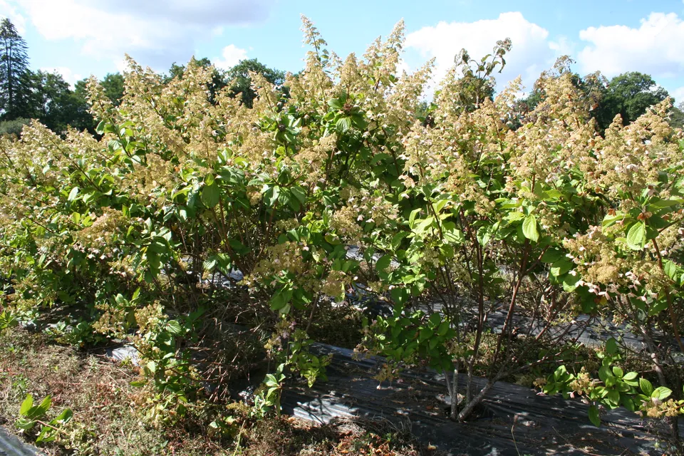 Les Hortensias du Haut Bois Goliath hortensia paniculata