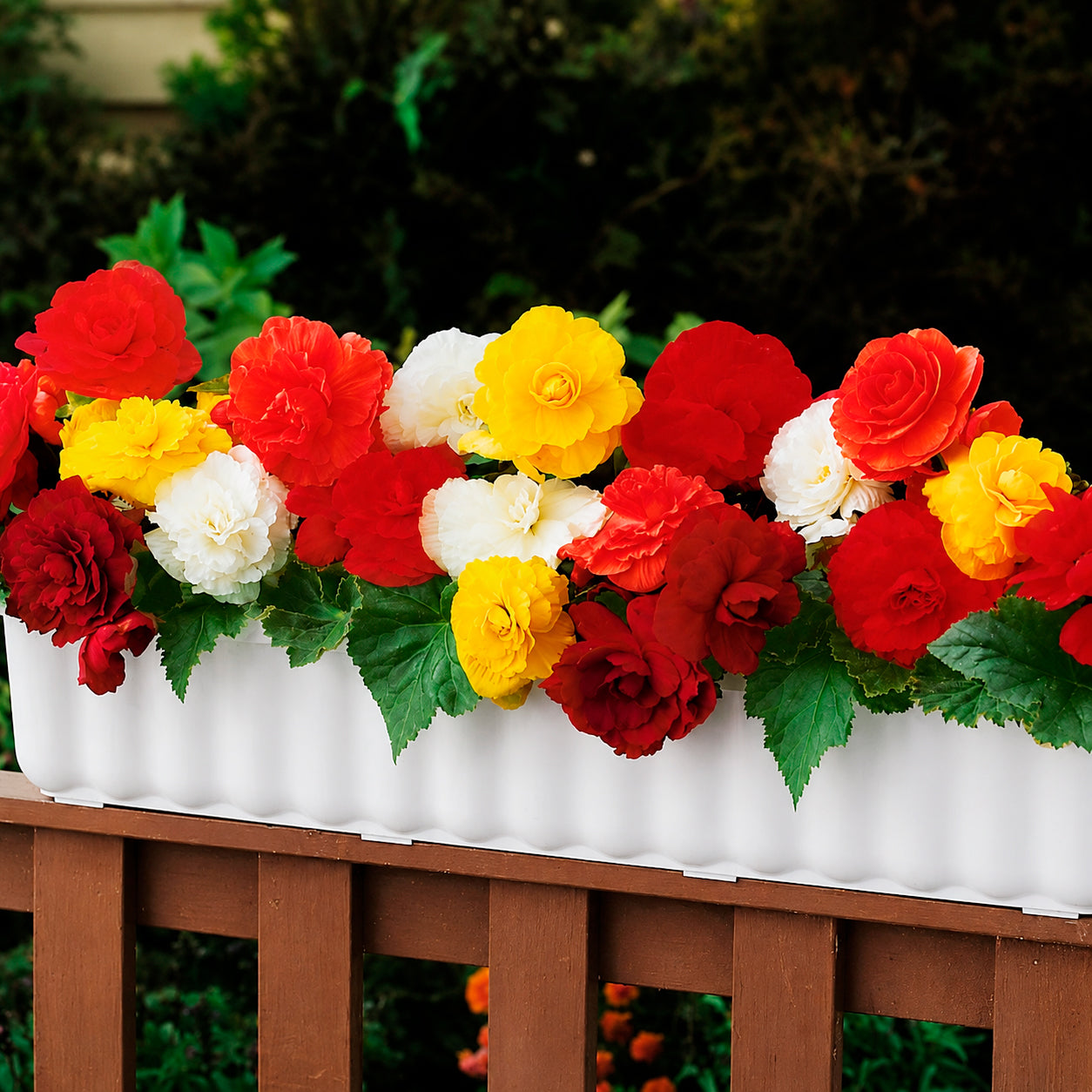 Bakker Bulbes à fleurs 10 Bégonias doubles mélange bulbes
