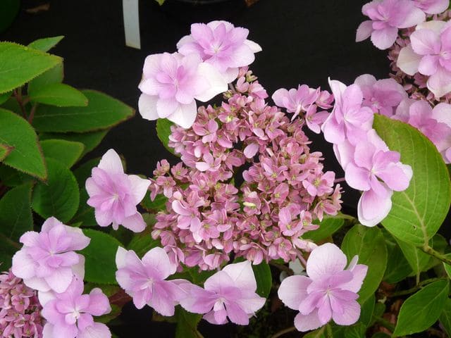 Hydrangea macrophylla You and Me Romance hortensia rose godet