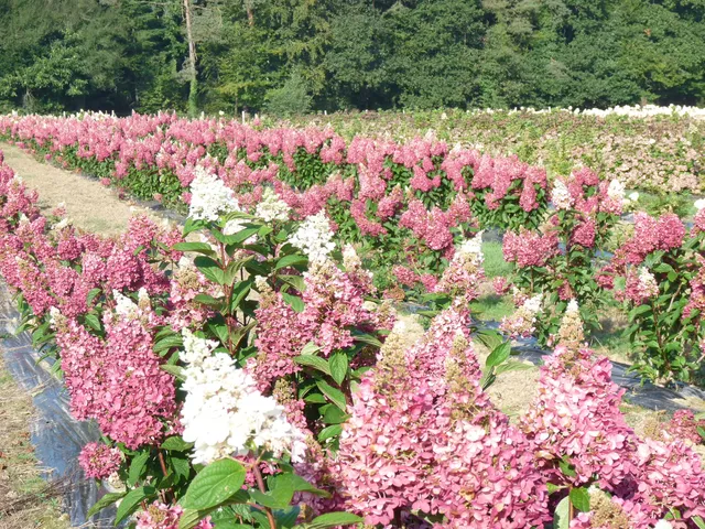 Les Hortensias du Haut Bois Pinky Winky hortensia paniculata rose