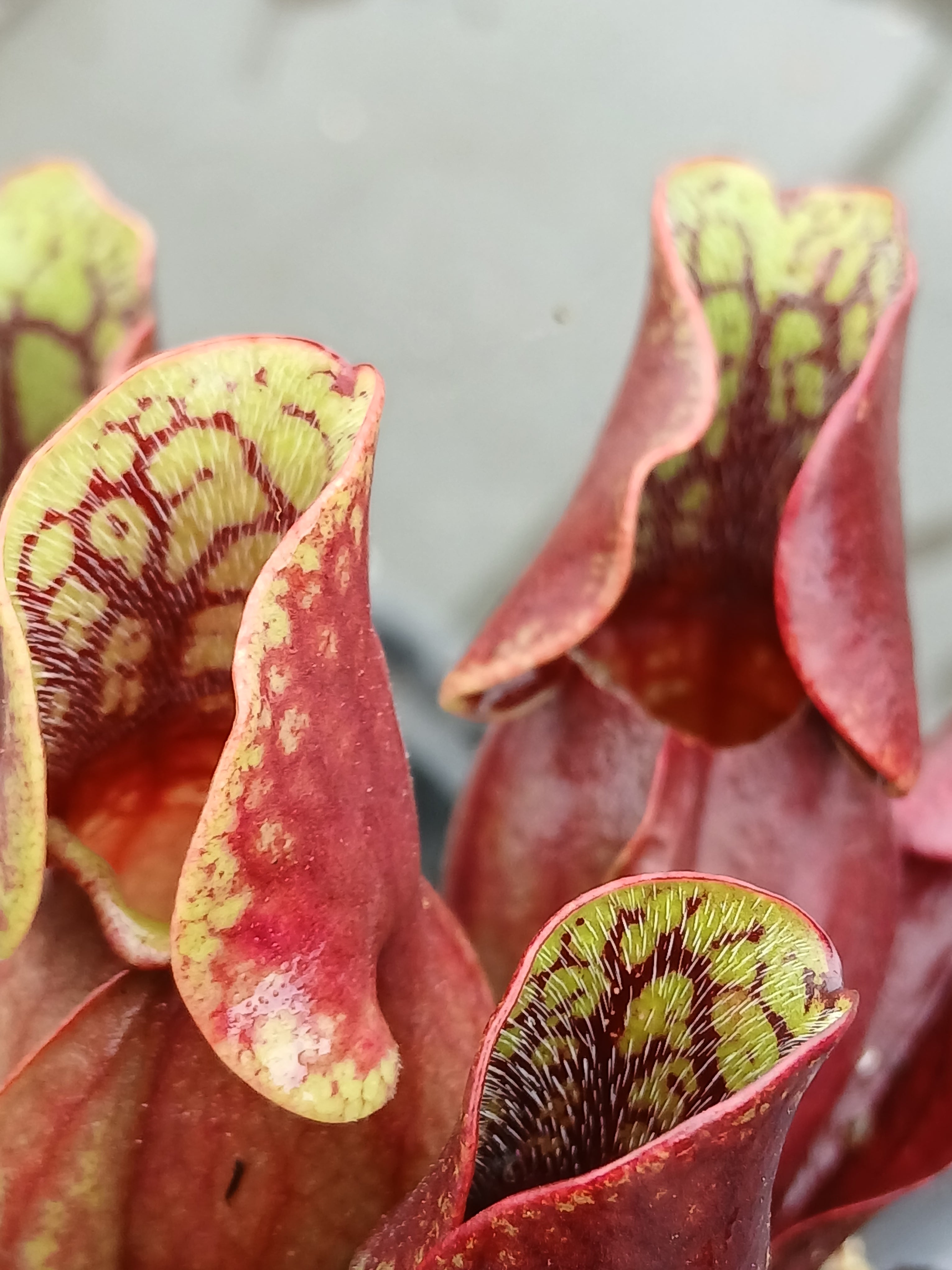 Carniflore Sarracenia purpurea purpurea Monroe plante carnivore 1 point