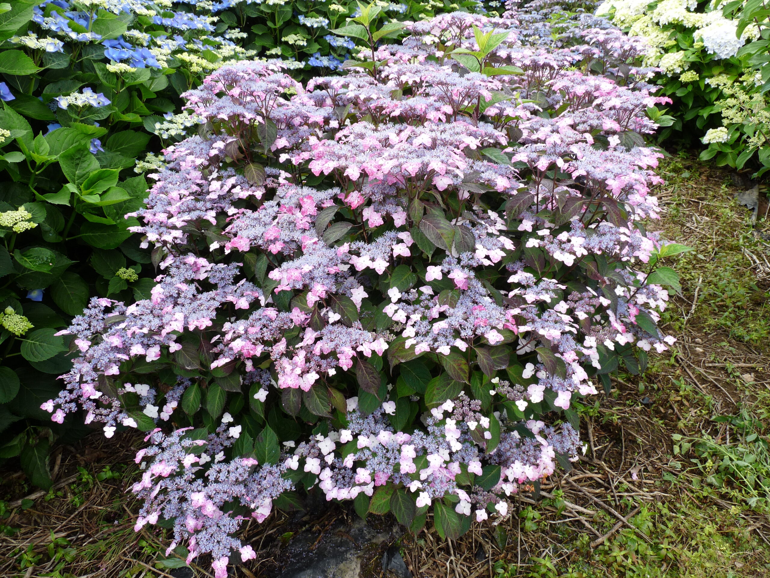Les Hortensias du Haut Bois Beni Gaku hortensia serrata godet
