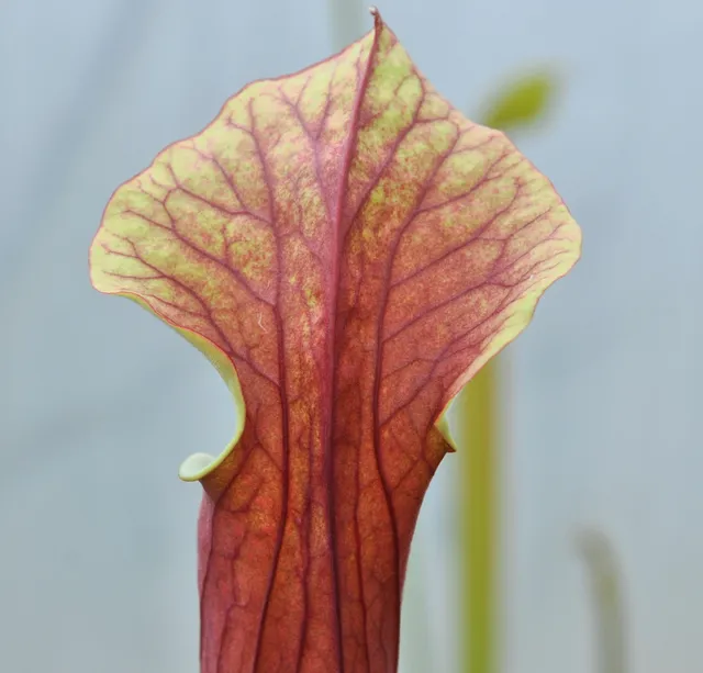 Carniflore Sarracenia flava x leucophylla plante carnivore rouge