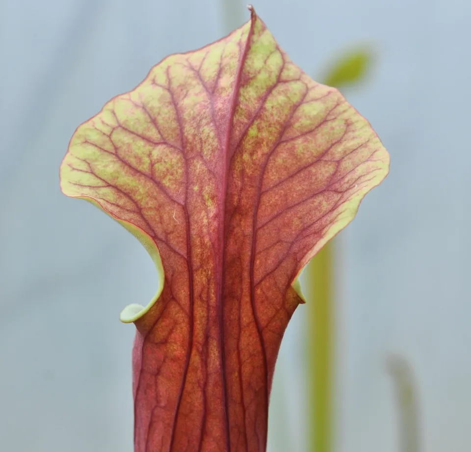 Carniflore Sarracenia flava x leucophylla plante carnivore rouge