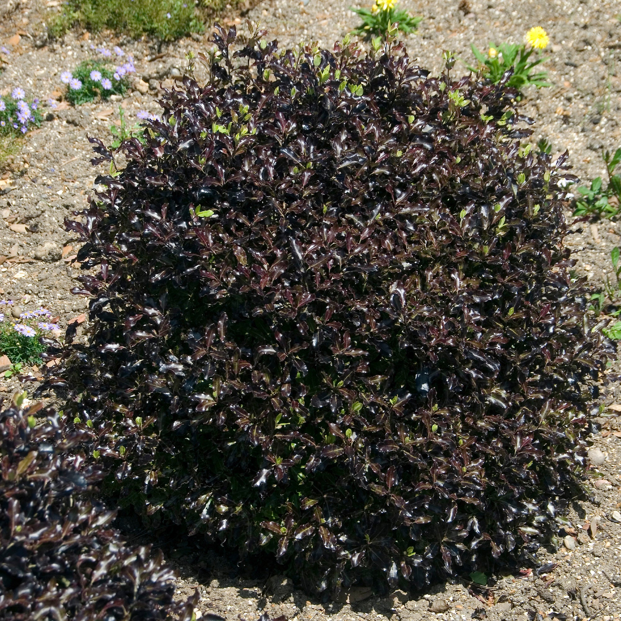 Bakker Pittosporum Tom Thumb arbuste godet Ø 9cm pourpre