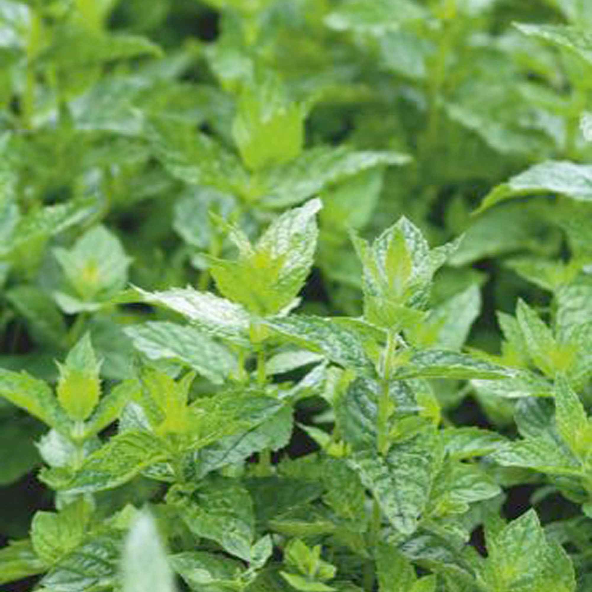 Bakker Menthe Crépue graines sachet 250 douce