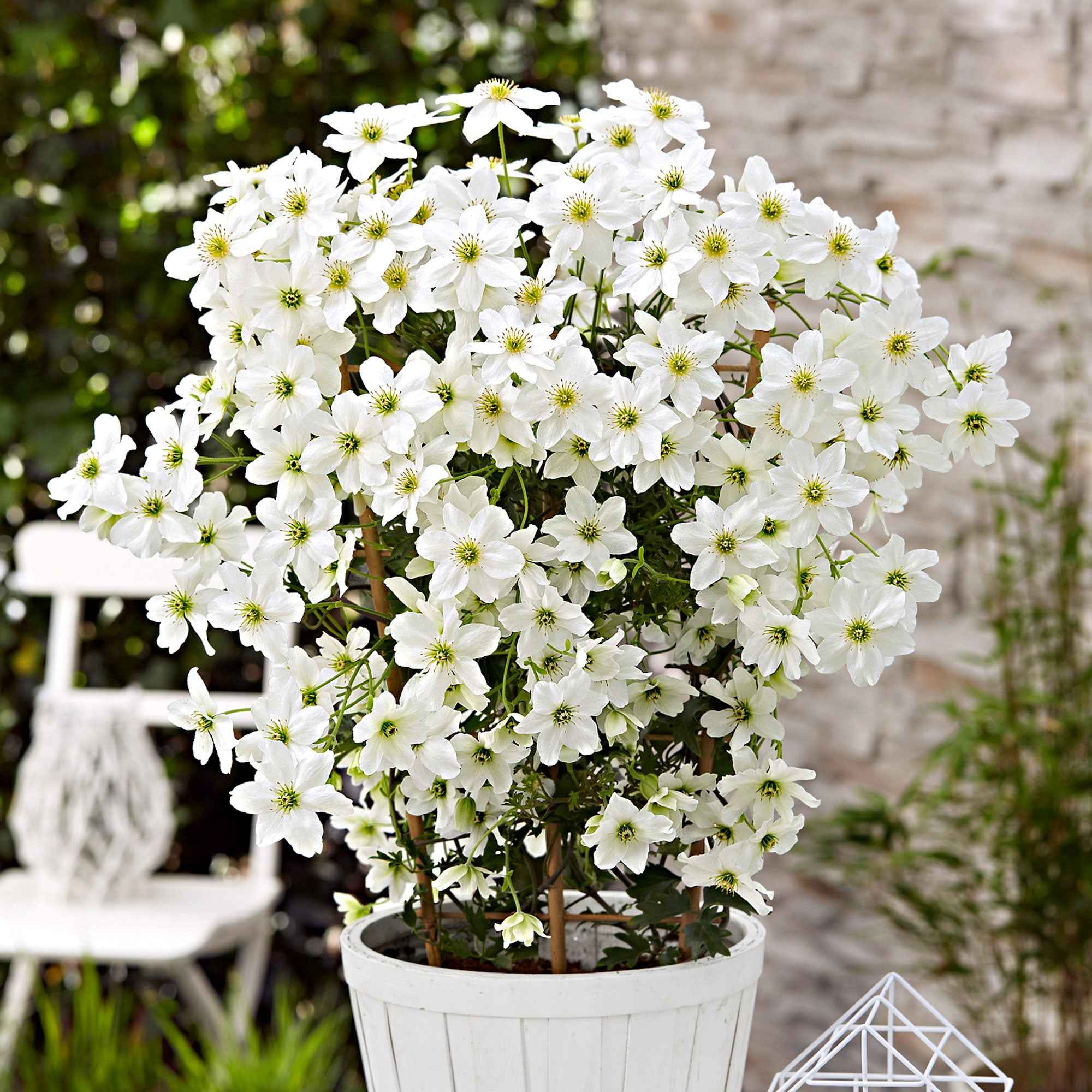 Bakker Clématite Avalanche blanche pot 2L 40-50cm