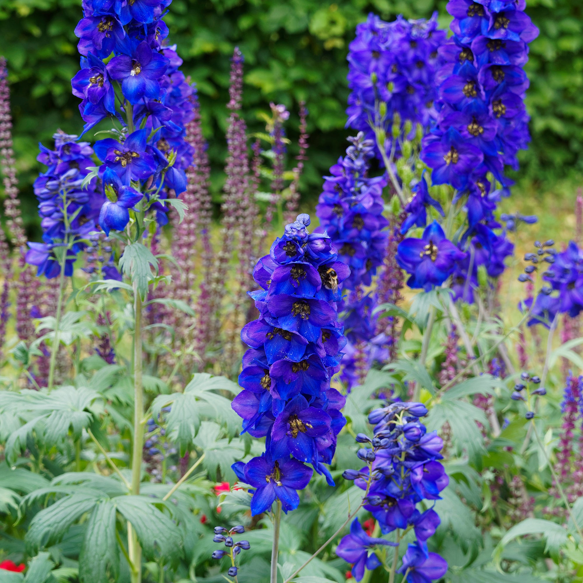 Bakker Delphinium belladones Bellamosum vivace bleue pot 9cm