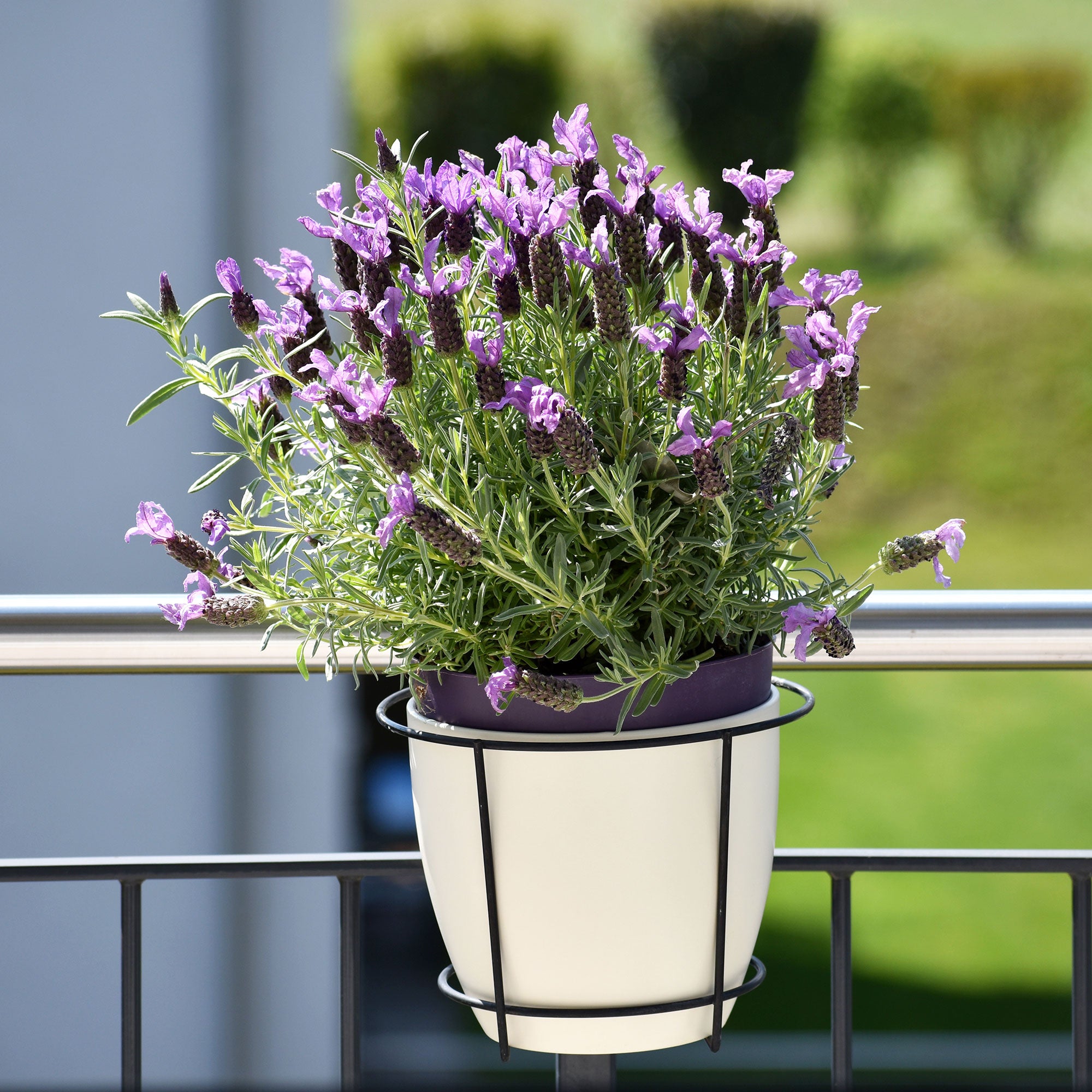 Bakker Lavande papillon Anouk arbuste pot Ø 9 cm violet