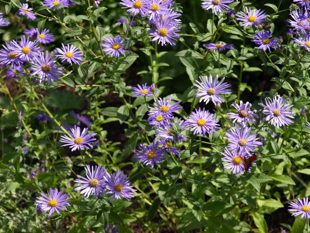 Passion Vivaces Aster frikartii Mönch plante vivace godet bleu lavande