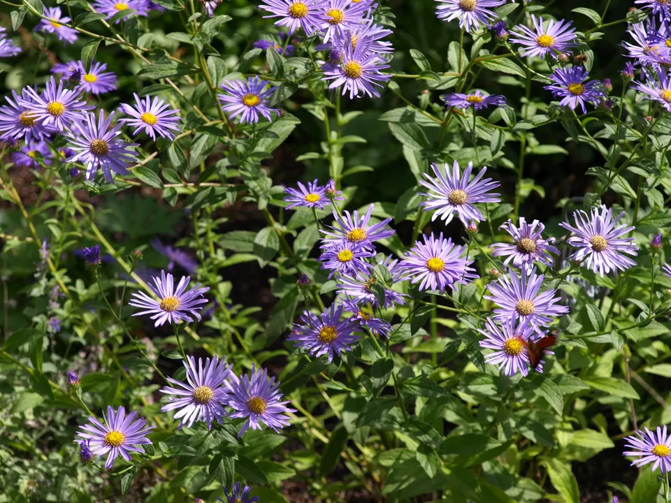 Passion Vivaces Aster frikartii Mönch plante vivace godet bleu lavande