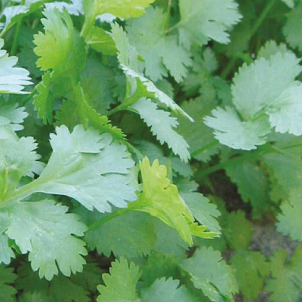 Bakker Collection d'aromatiques Bio graines 4 sachets basilic persil