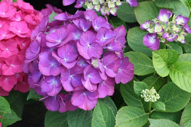 Les Hortensias du Haut Bois LK 49 hortensia boule rose