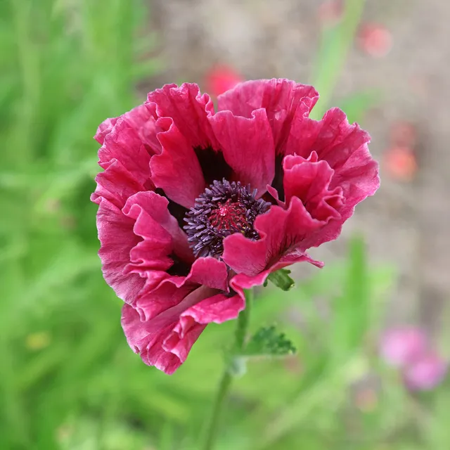 Bakker Pavots Orient Manhattan fuchsia 3 racines nues