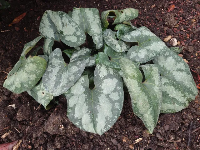 Passion Vivaces Asarum maximum Ling Ling plante godet persistante