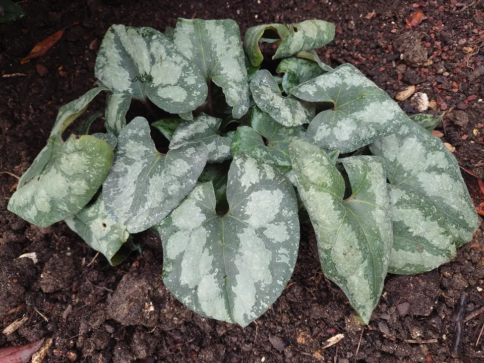 Passion Vivaces Asarum maximum Ling Ling plante godet persistante
