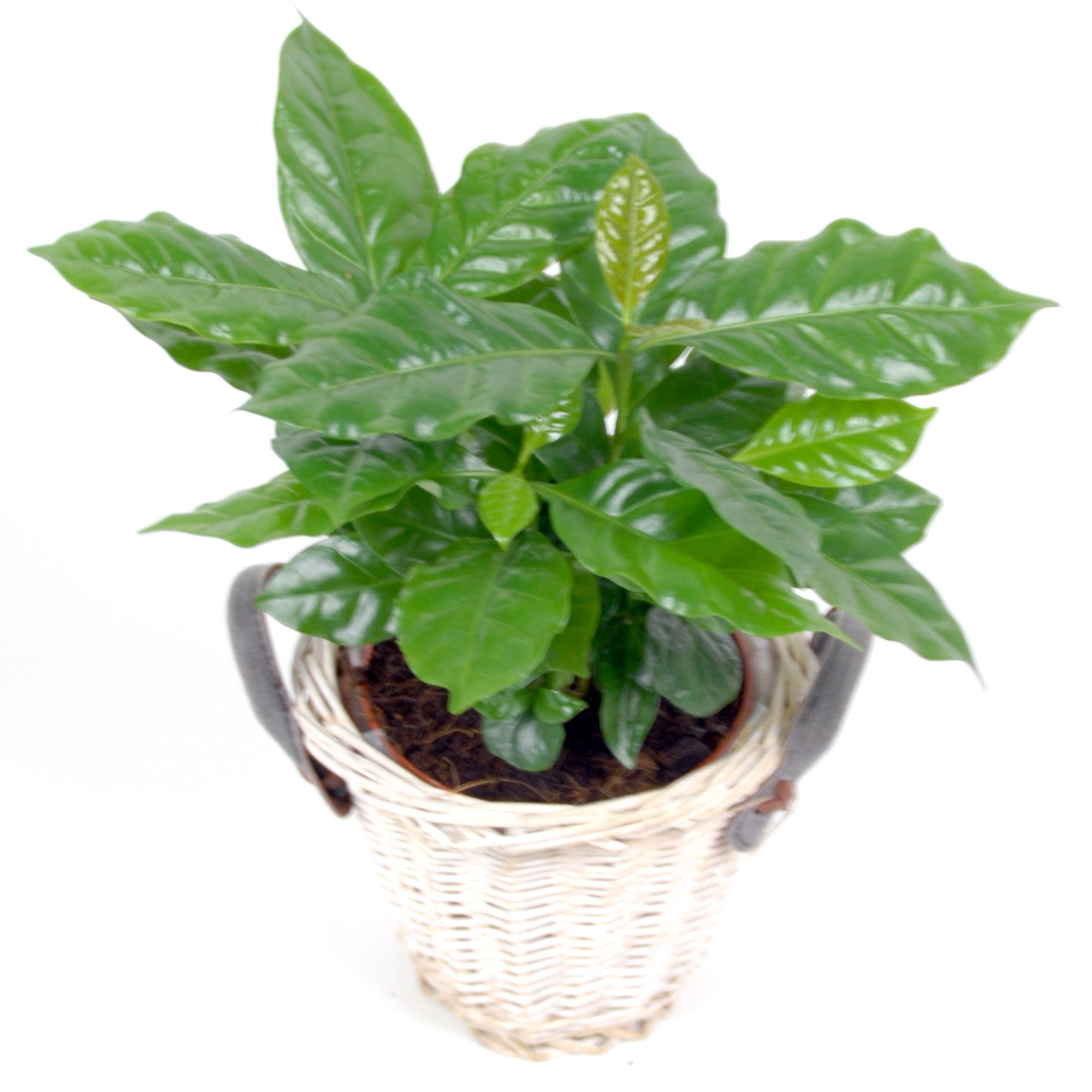 Bakker Caféier plante d’intérieur 2 pots Ø12cm cache-pot blanc