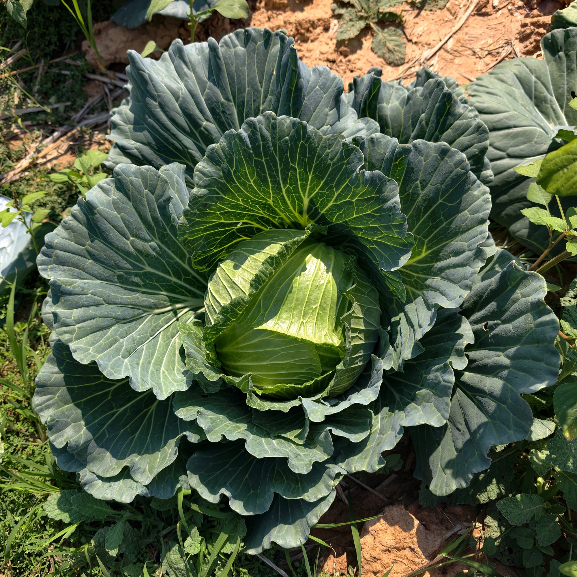 Bakker Chou cabus De Brunswick graines potager 1,2g