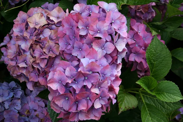 Les Hortensias du Haut Bois Hydrangea macrophylla Masja hortensia rose