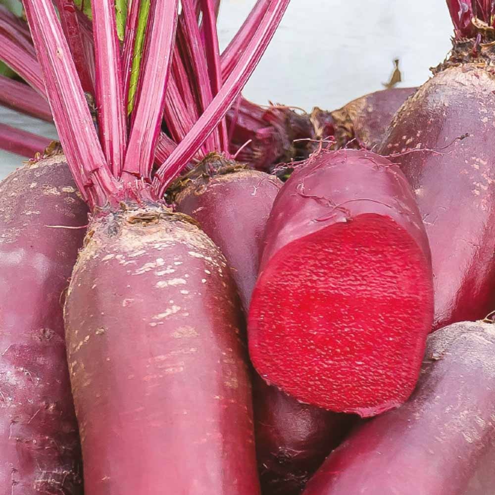 Bakker Cylindra Bio betterave rouge sachet 3g longue