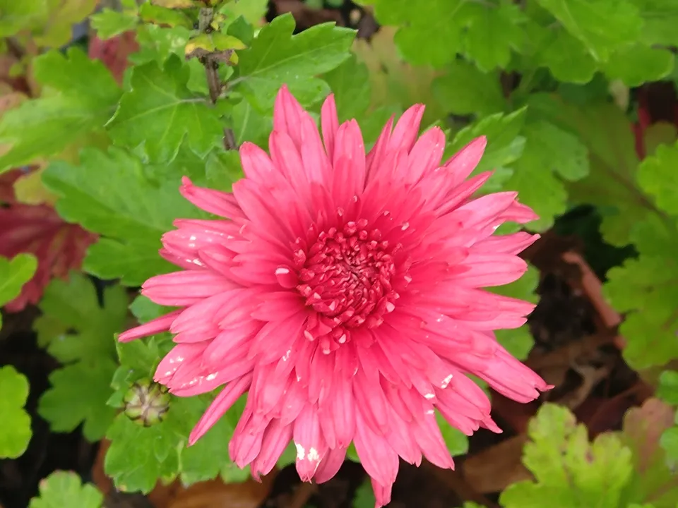 Passion Vivaces Chrysanthemum Cinderella chrysanthème rose pot 1 L