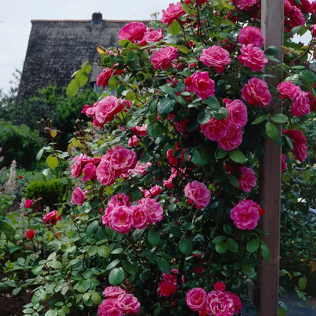 Bakker Rosiers Rosier grimpant rose remontant racine nue