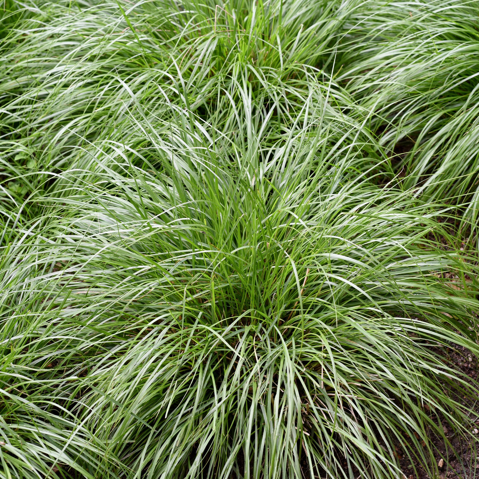 Bakker Carex montana laîche graminée pot 8cm