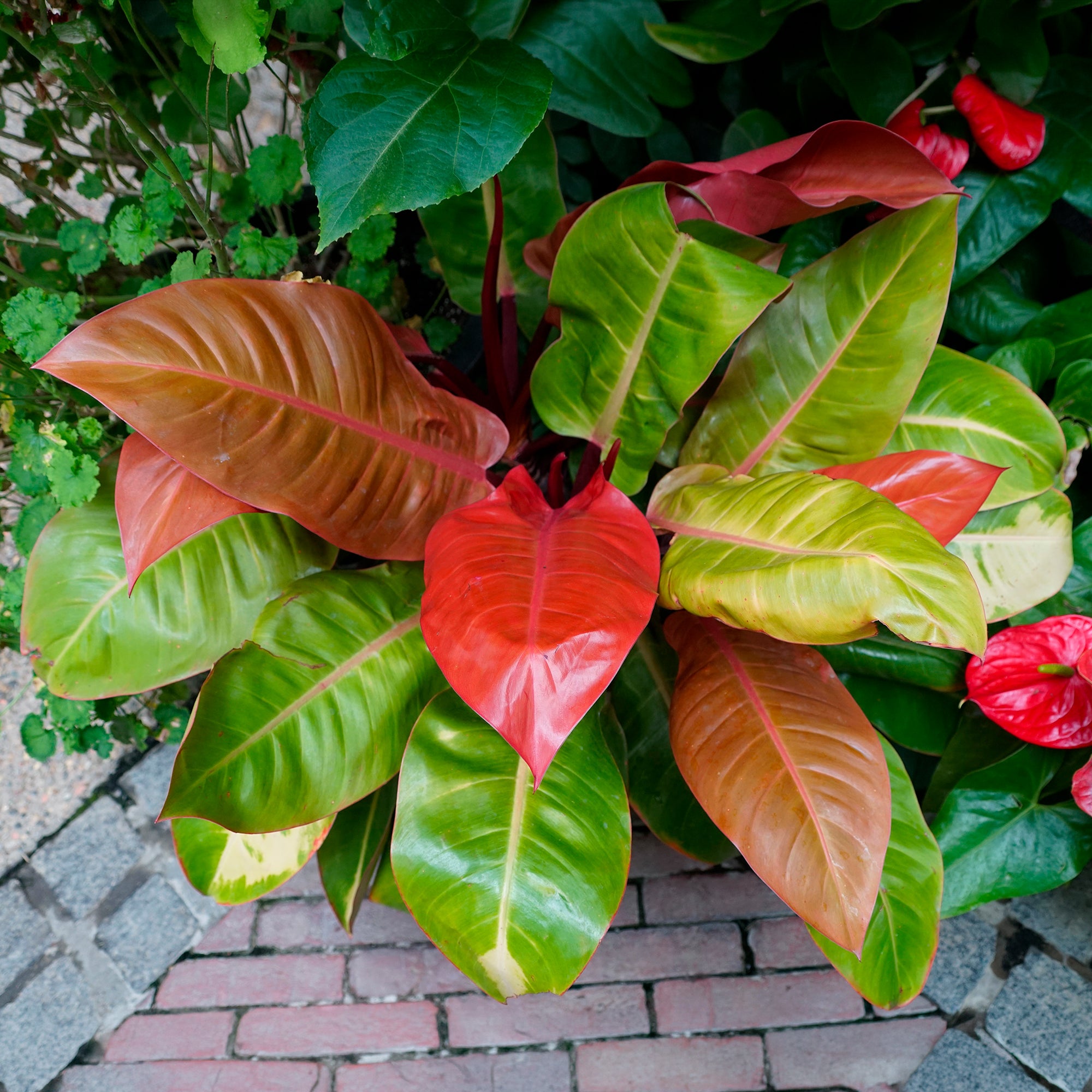 Bakker Prince of Orange philodendron d'intérieur pot Ø12cm orange