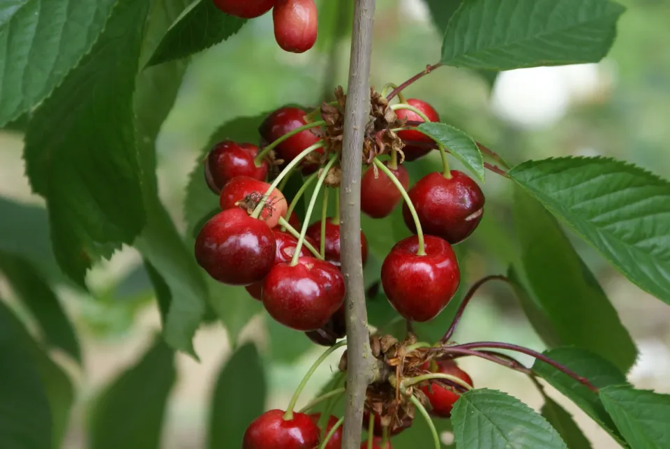 Michel Adam Cerisiers GÉANT D'HEDELFINGEN cerisier cerises juillet