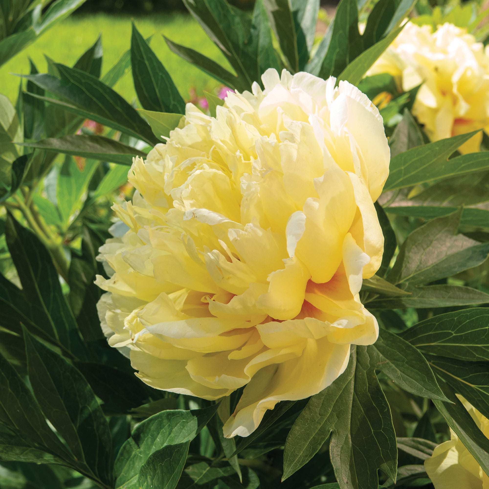 Bakker Pivoine Itoh Bartzella jaune racine nue 2-3 yeux