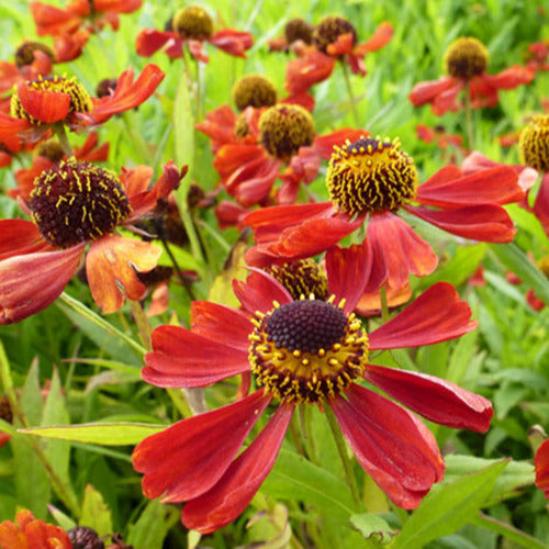 Bakker Hélénie Rubinzwerg plante vivace pot Ø 9cm rouge