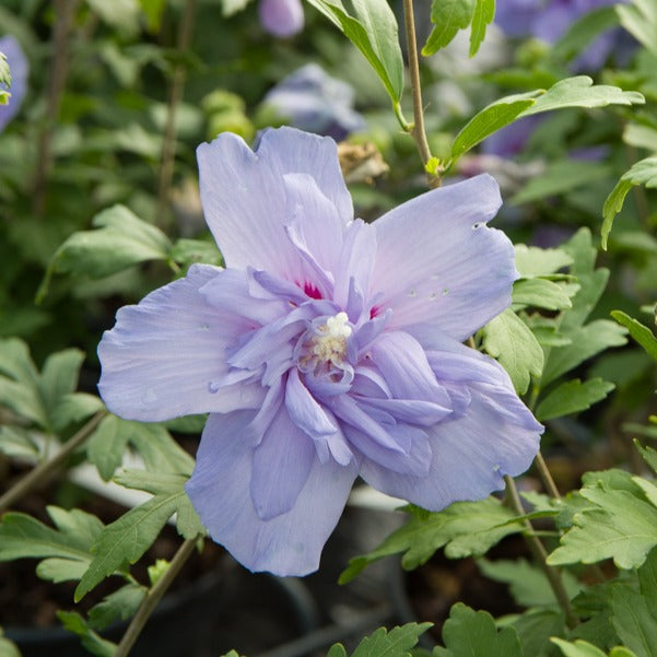 Bakker Hibiscus Blue Chiffon arbuste pot 1.3L 20-30cm