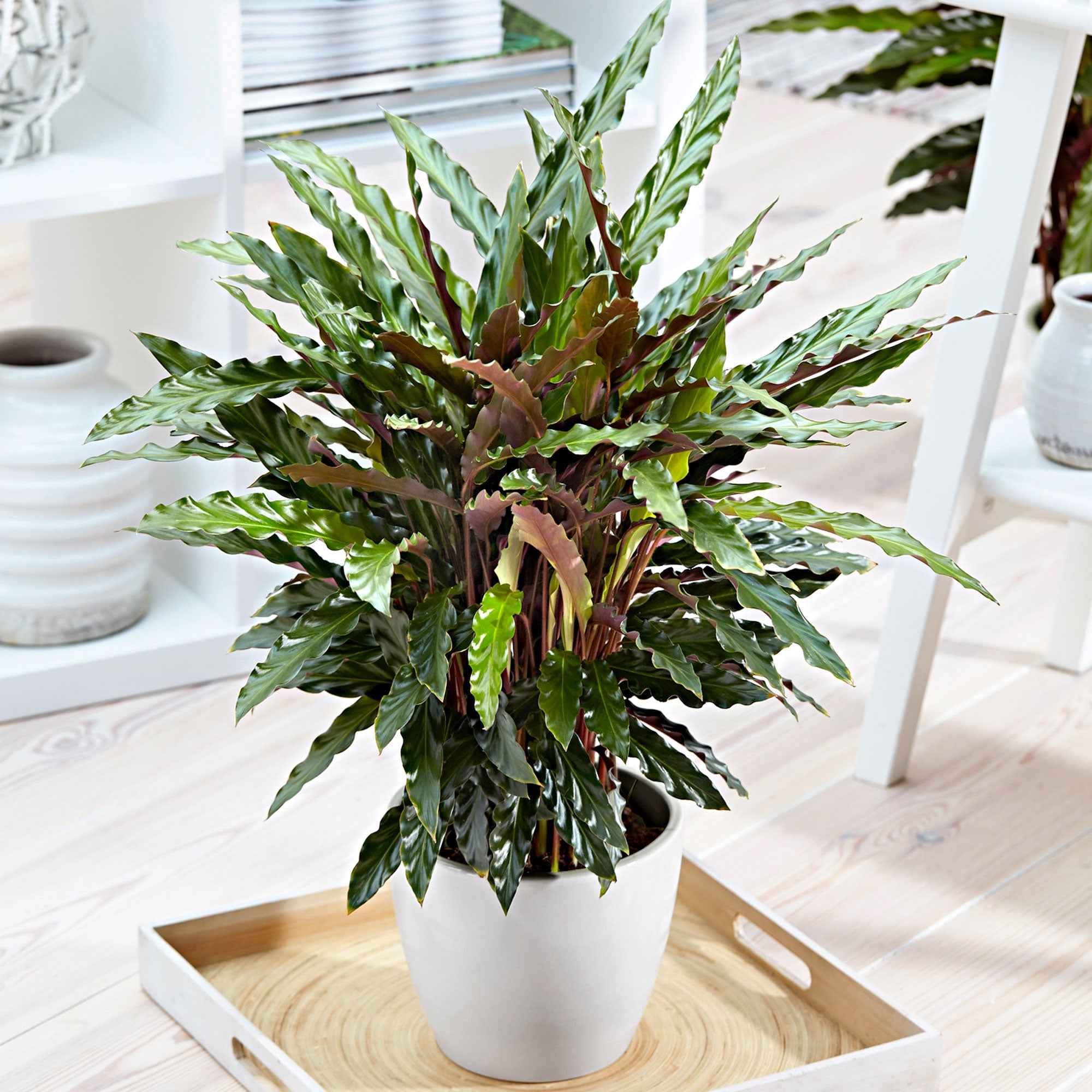 Bakker Elger Grass calathea plante verte pot 17cm