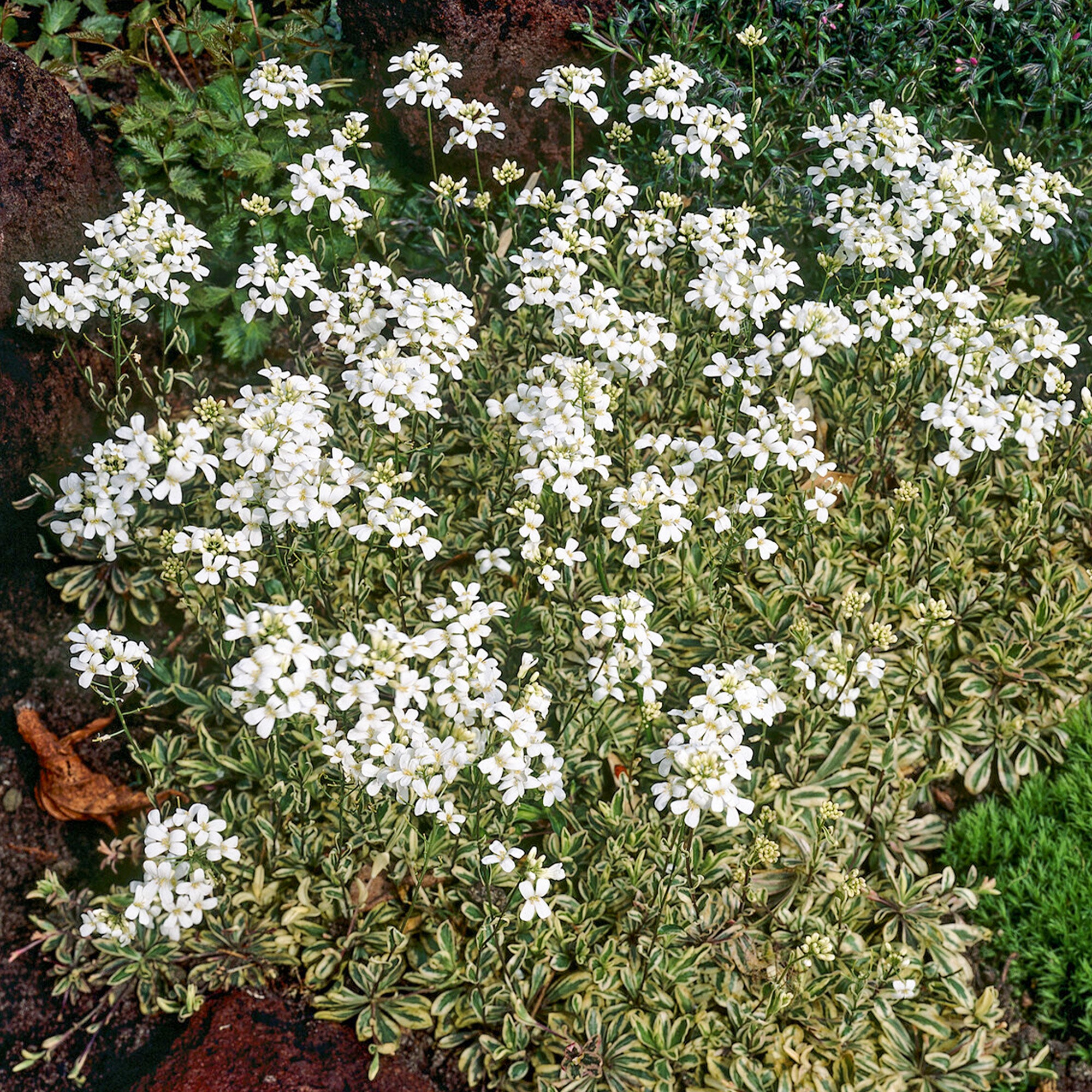 Bakker Plantes vivaces Arabette Variegata couvre-sol blanc pot Ø9cm