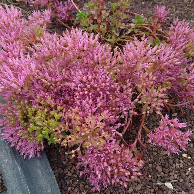 Passion Vivaces Sedum Erdblut sédum godet couvre-sol rouge