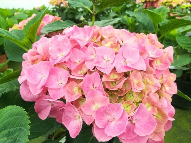 Chambellan hortensia macrophylla godet fleurs rondes