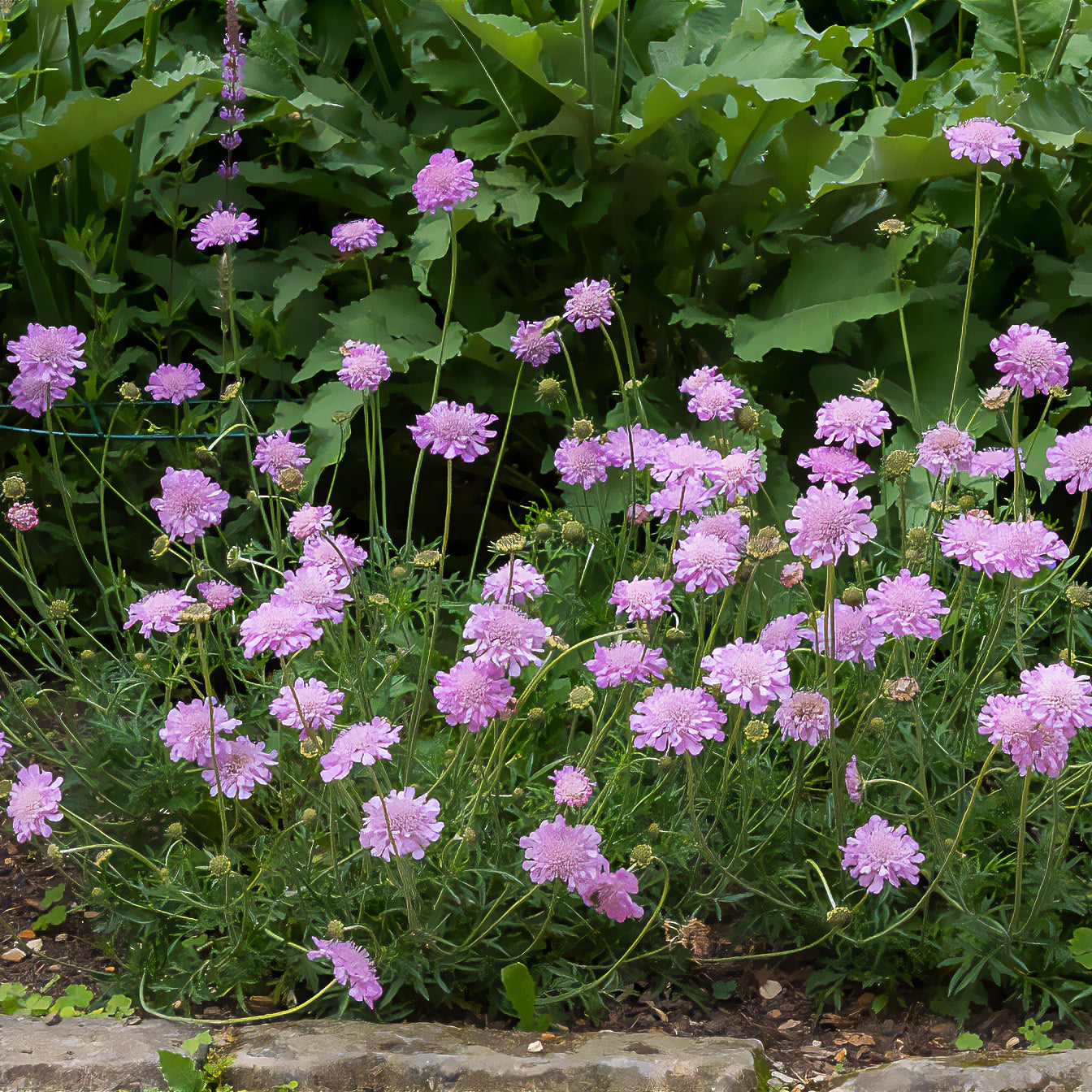 Bakker Scabieuse Pink Mist vivace pot 9cm rose mellifère