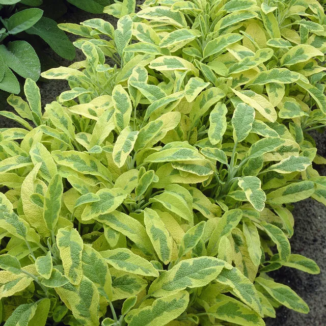 Bakker Sauge officinale Aurea aromatique pot 9cm doré