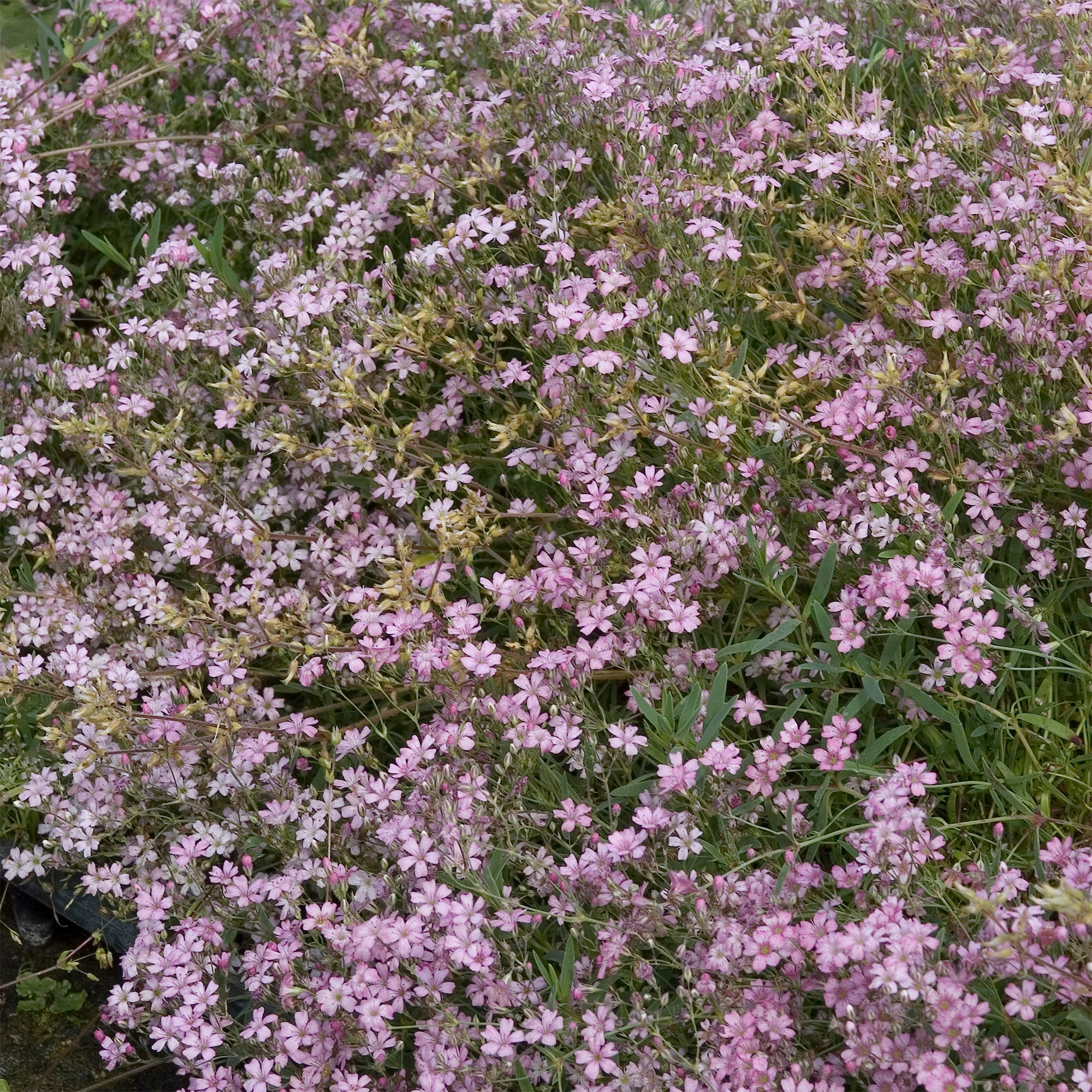 Bakker Gypsophile Rosea rampant fleur rose pot 9cm couvre-sol