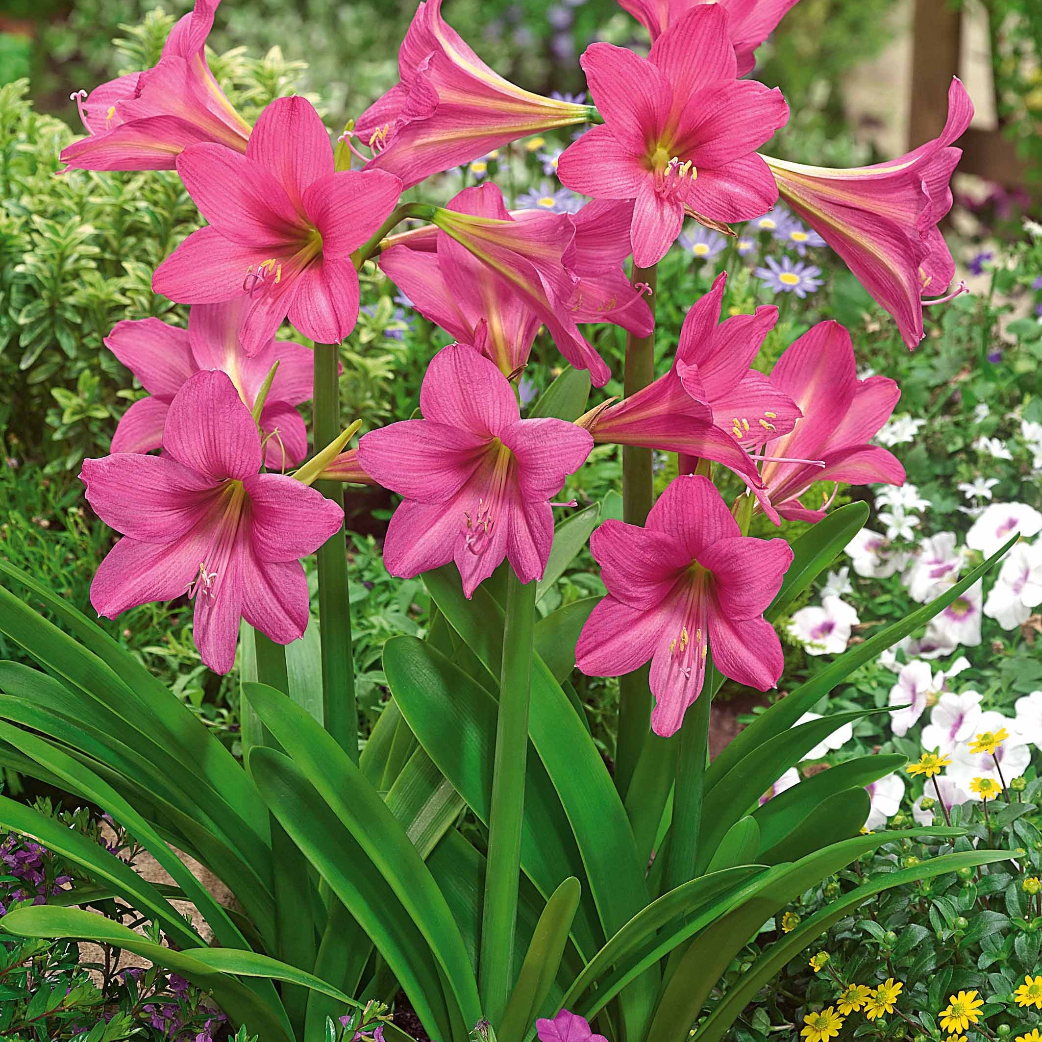 Bakker Amaryllis Douceur sucrée bulbe rose sachet 3