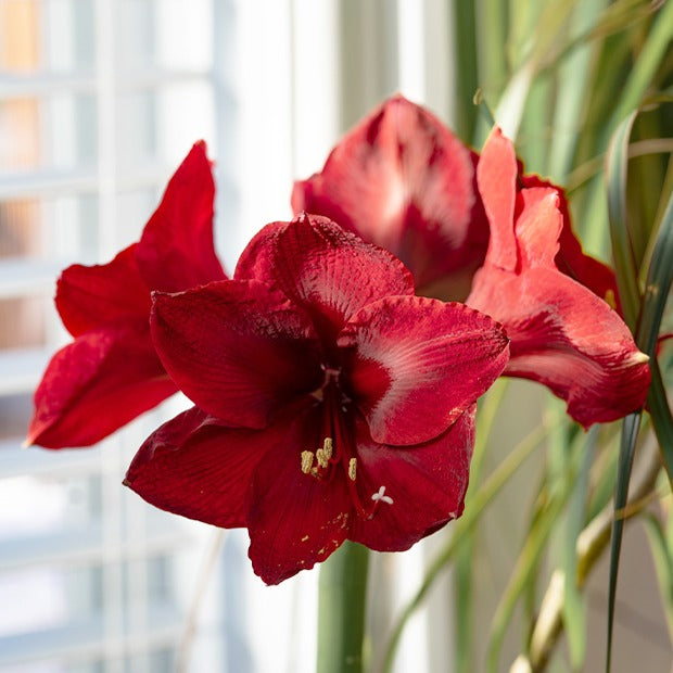 Bakker Amaryllis Red Lion bulbe fleur sachet 1 bulbe rouge 24cm+