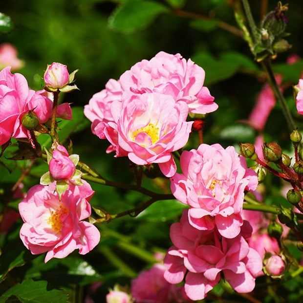Bakker Rosiers The Fairy rosier à massif pot 3L rose