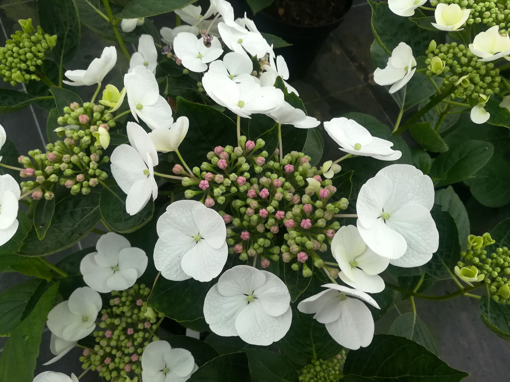 Les Hortensias du Haut Bois Bachstelze hortensia macrophylla plates godet