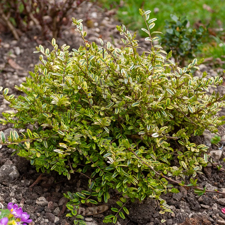 Bakker Plantes d'extérieur Lemon Beauty chèvrefeuille godet 9cm
